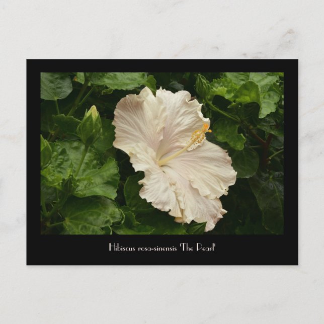 Belle Grande Carte postale Hibiscus pâle (Devant)