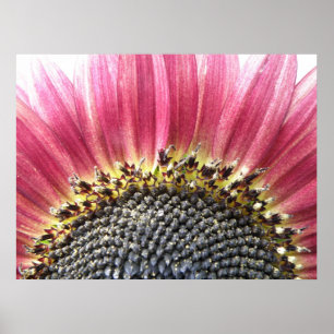 Belle impression de tournesol rose