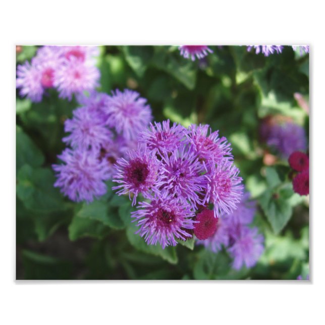 Belle impression photo Fleurs (Devant)