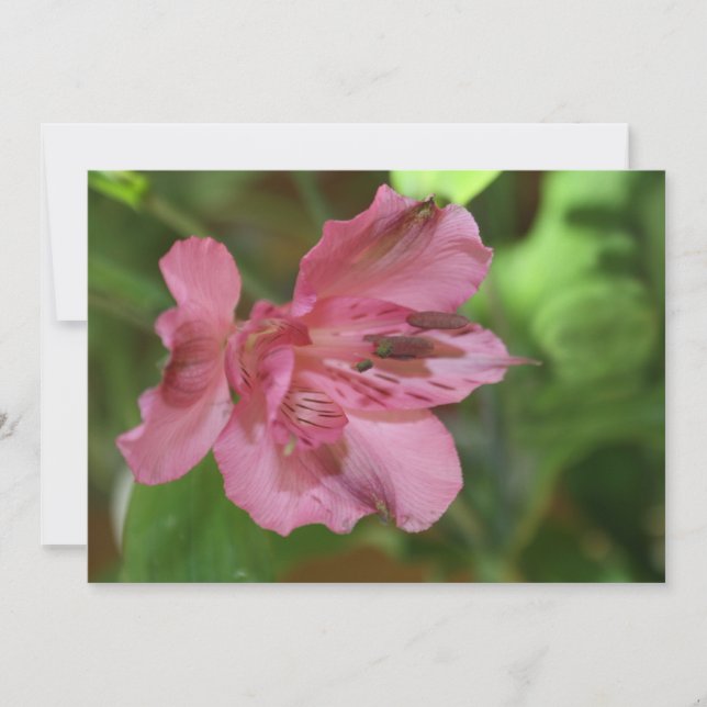 Belle invitation de fleur d'Alstroemeria (Devant)