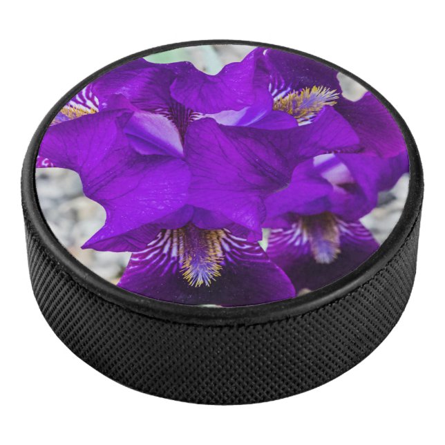 Belle iris violet (3/4/2016 12:00:00 AM)