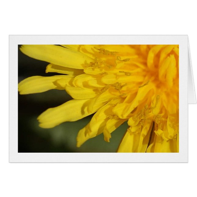 Belle mauvaise herbe : Carte Dandelion (Devant Horizontal)