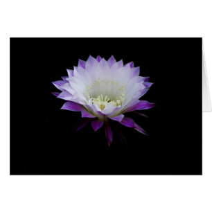 Belle of the ball, night blooming cactus