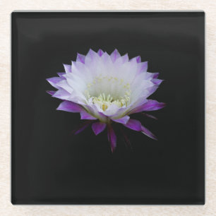 Belle of the ball, night blooming cactus glass coaster