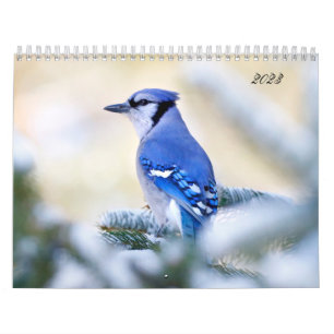 Belle Oiseau Photographie Mur Calendrier Chanson O
