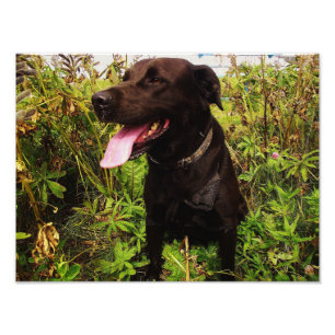 Belle photo Black Labrador Chien Photo Print