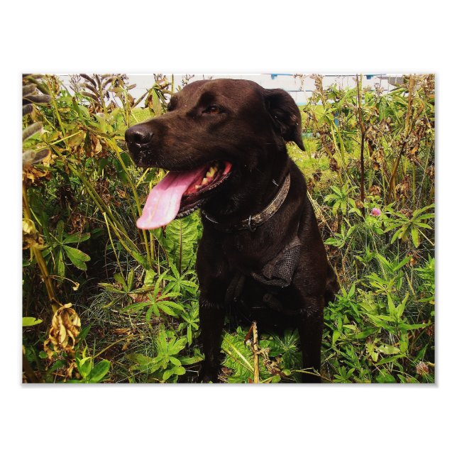 Belle photo Black Labrador Chien Photo Print (Devant)