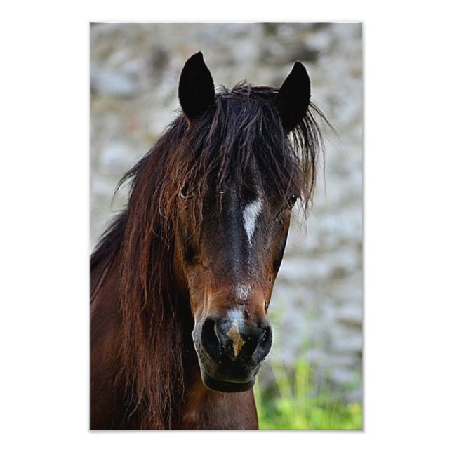 Belle photo Cheval Brown Imprimer (Devant)