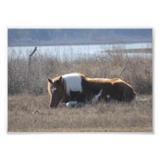 Belle photo de poney.