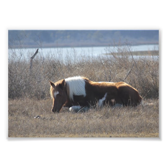 Belle photo de poney. (Devant)