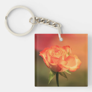 Belle photo de Rose romantique