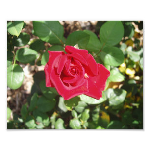 Belle photo de Rose Rouge