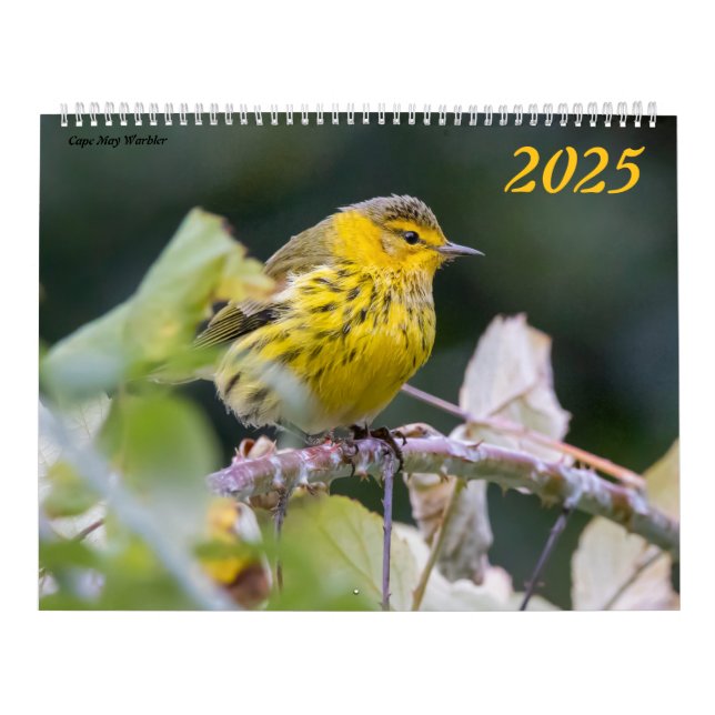 Belle photo d'oiseaux 2025 Calendrier Bluebird (Protection)