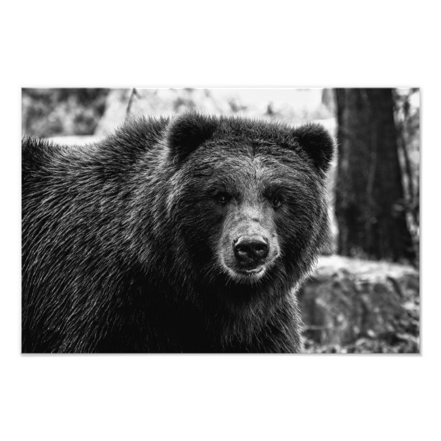 Belle photo Grizzly Bear (Devant)