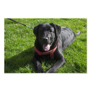 Belle photo imprimée d'un Labrador noir