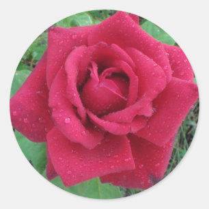 Belle photo une Rose rouge avec Sticker Raindrops