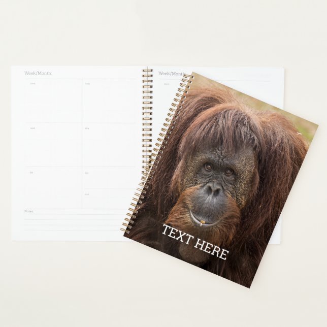 Belle photographie de Borneo Orangutan (Devant avec enveloppe)