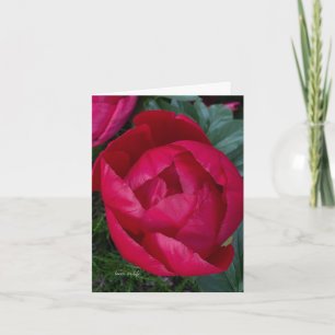 Belle Pierre rouge florissante