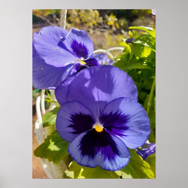 Belle Poster de Jardin de Fleur de Pansy Bleu (Devant)