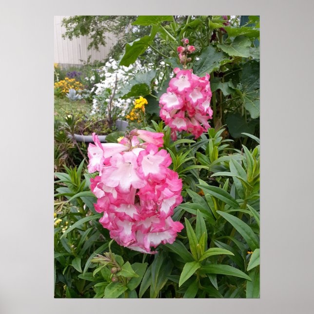 Belle Poster de Jardin de Pendenstein Rose (Devant)