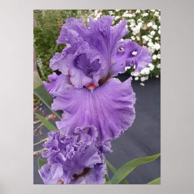 Belle Poster du Jardin Fleur Iris Lilac violet (Devant)