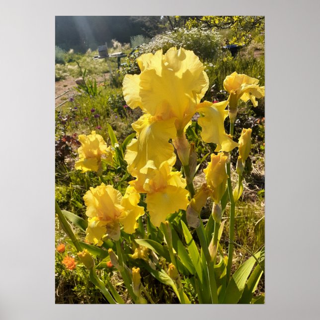 Belle Poster Jardin Fleur Iris Jaune (Devant)