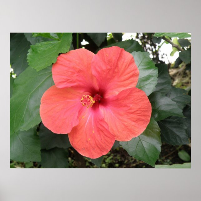 Belle Poster Orange Hibiscus Flower (Devant)