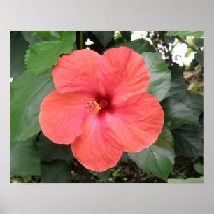 Belle Poster Orange Hibiscus Flower