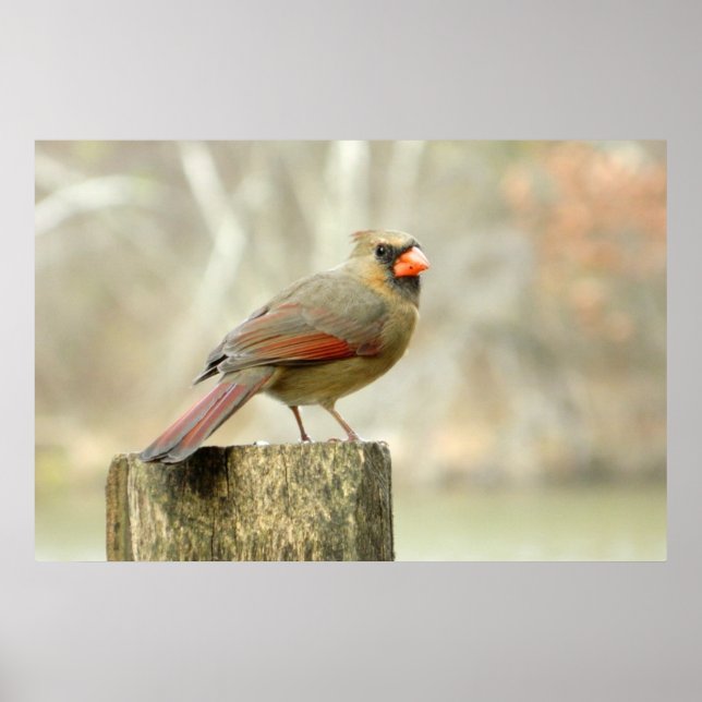 Belle Poster Rectangulaire Cardinal Lady (Devant)