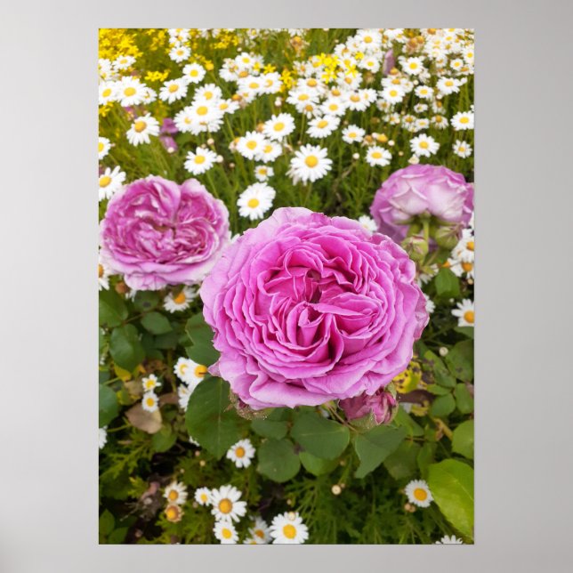 Belle Poster Rose Flower Garden (Devant)