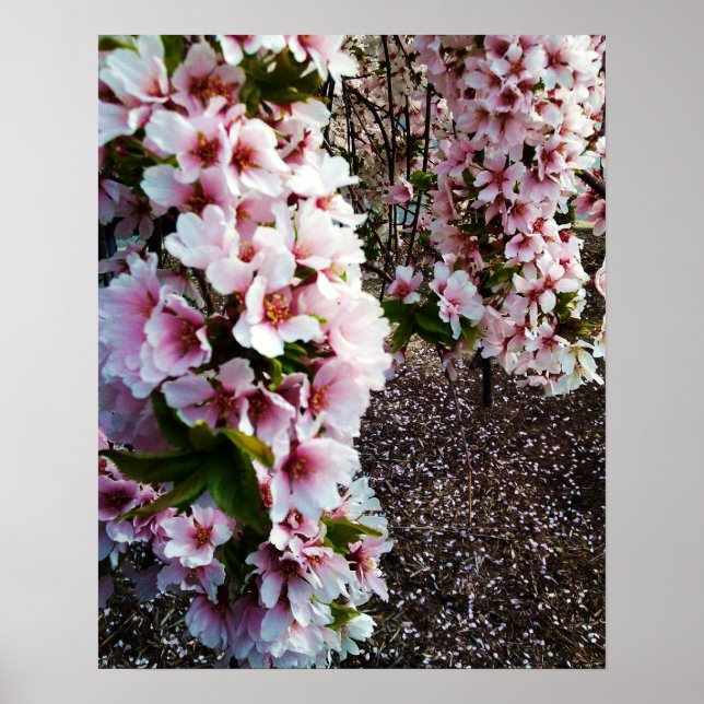 BELLE PRINTEMPS poster JAPONAIS MAGNOLIA (Devant)