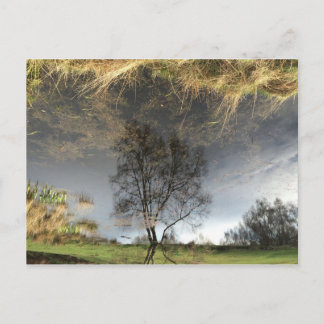 Belle Reflection Photographie Arbre Carte Postale