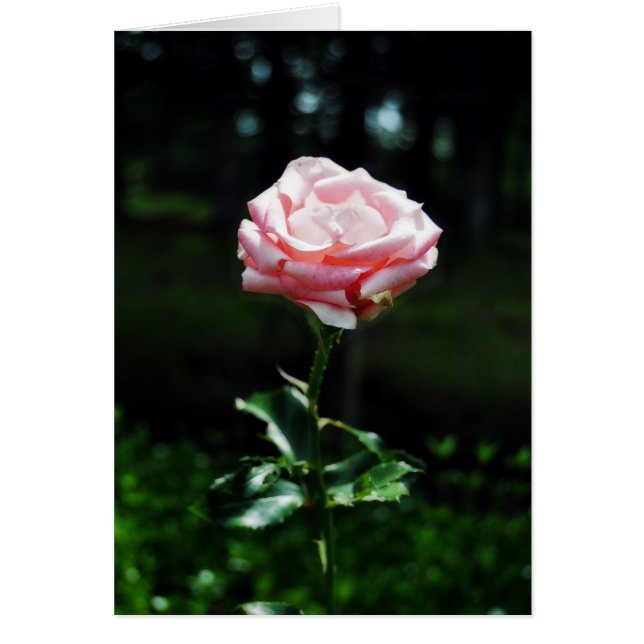 Belle rose rose rose (Devant)