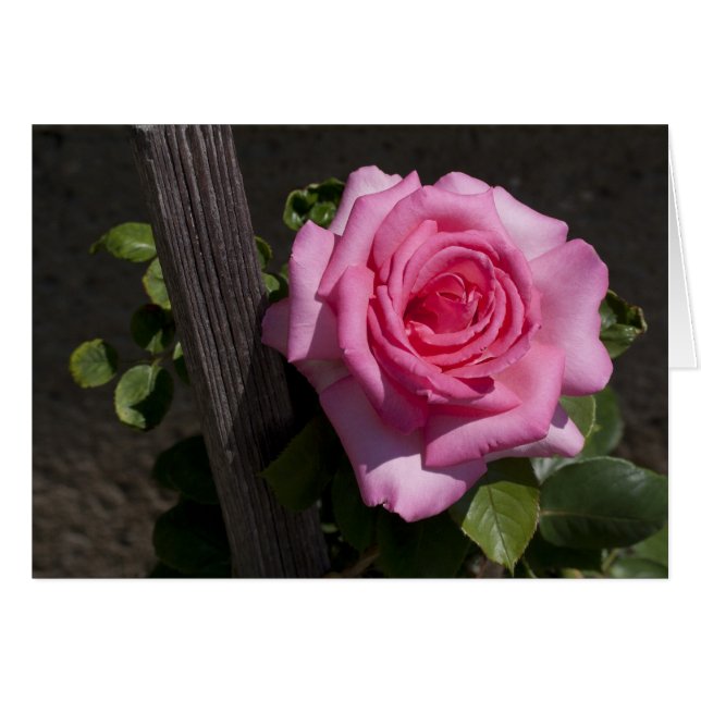 Belle rose rose rose (Devant horizontal)