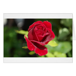 Belle Rose rouge profonde