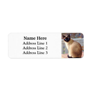 Belle Siamese Cat Blue Eyes Adresse de retour