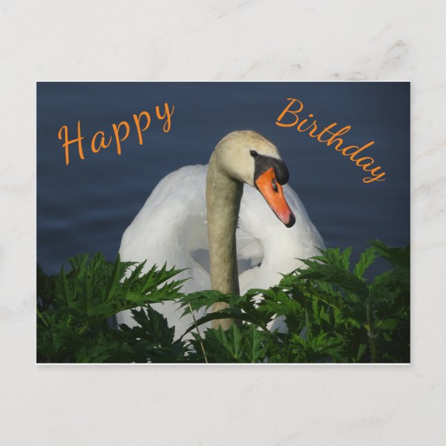 Belle Swan Bonne Carte postale Anniversaire (Devant)