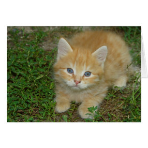 Belle Tabby Kitten Orange