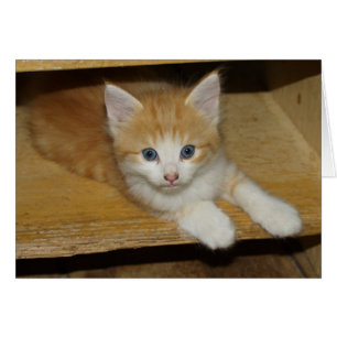 Belle Tabby Kitten Orange