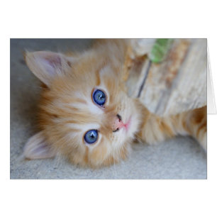Belle Tabby Kitten Orange