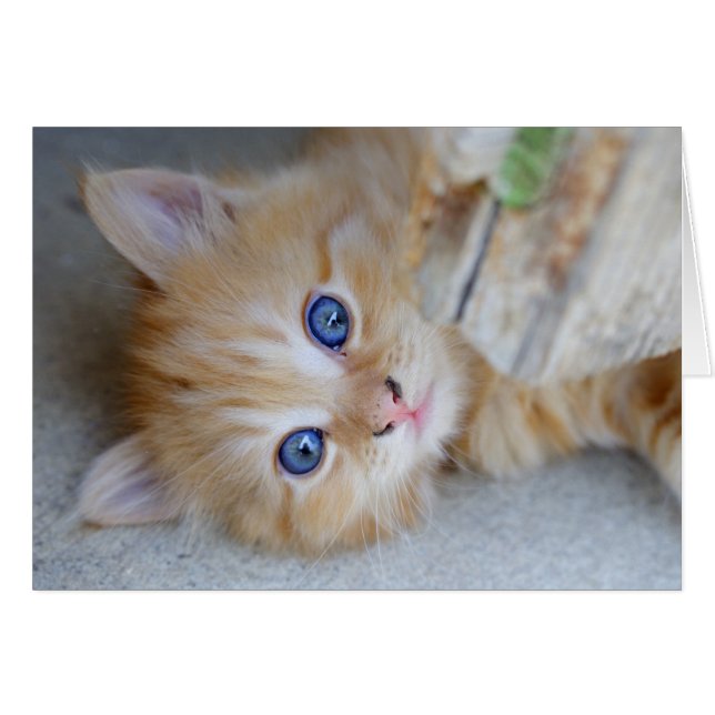 Belle Tabby Kitten Orange (Devant horizontal)