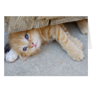 Belle Tabby Kitten Orange