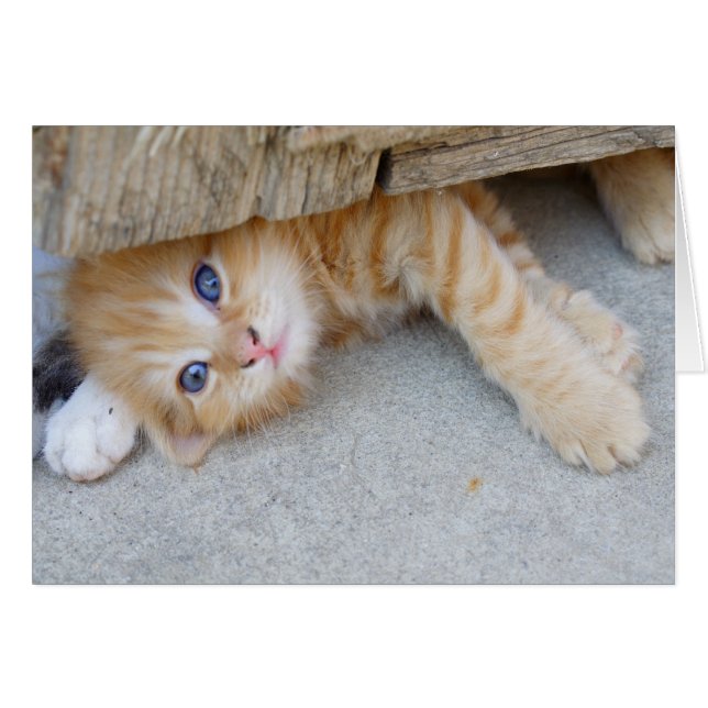 Belle Tabby Kitten Orange (Devant horizontal)