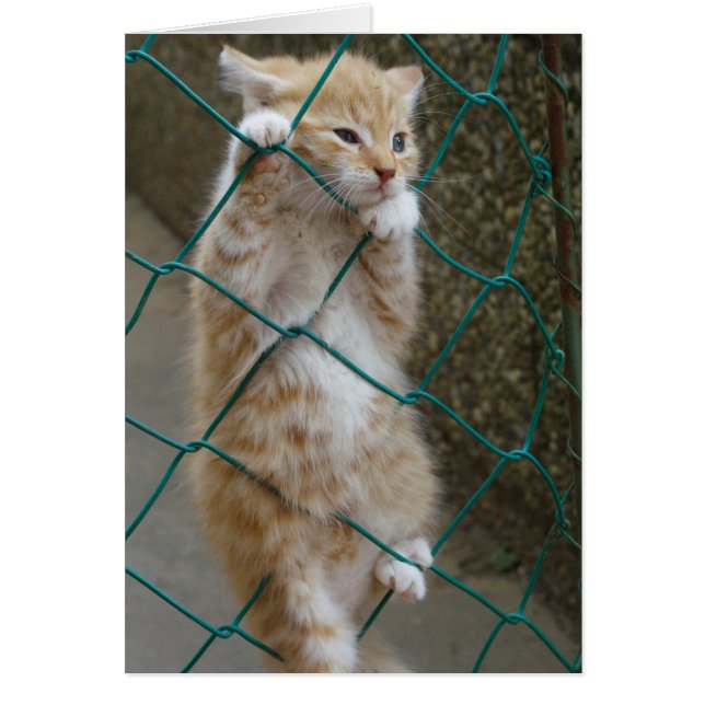 Belle Tabby Orange Baby (Devant)
