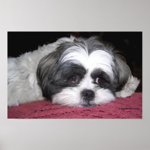 Belle The Shih Tzu Affiche