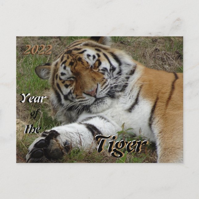 Belle Tiger Chinois Nouvel An 2022 Carte postale (Devant)