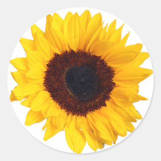 Belle Tournesol Jaune sur Sticker Blanc