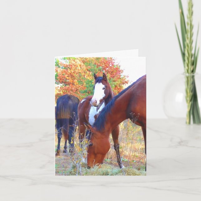 Belles cartes d'anniversaire pour les chevaux (Devant)
