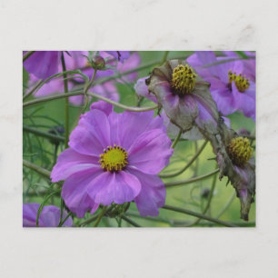 Belles Fleurs de Cosmea do-it-yourself Carte Posta
