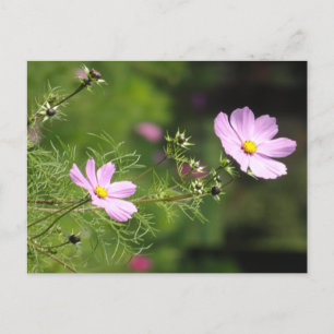 Belles Fleurs de Cosmea do-it-yourself carte posta